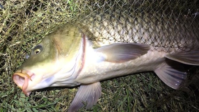 パワープロz シマノ は切れる気がしないほど頼りになる Shaim Style パワープロz シマノ は切れる気がしないほど頼りになる Shaim Style